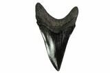 Rare, Fossil Mackerel Shark (Parotodus) Tooth - Georgia #156529-1